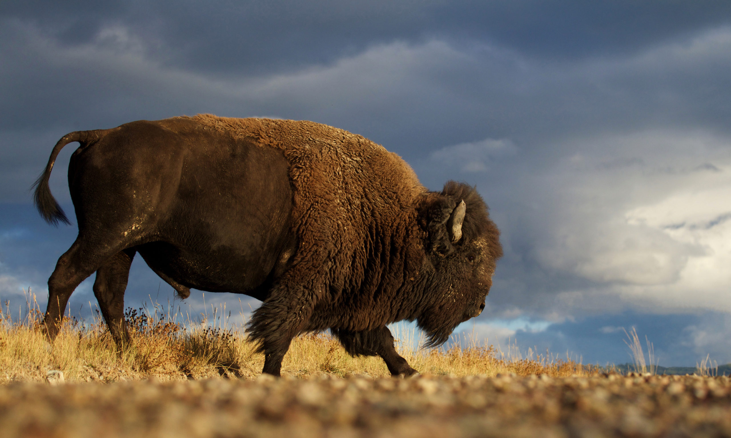 Буффало буйвол штат Монтана