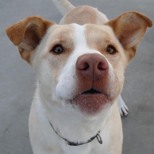 Casper Humane Society's "Pet of the Week" - Casper, WY Oil City News