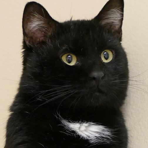 Casper Humane Society's "Pet of the Week" - Casper, WY Oil City News