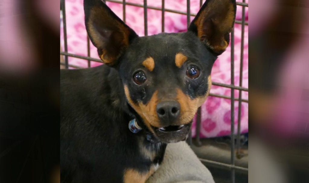 Xander- Casper Humane Society Pet of the Week - Casper, WY Oil City News