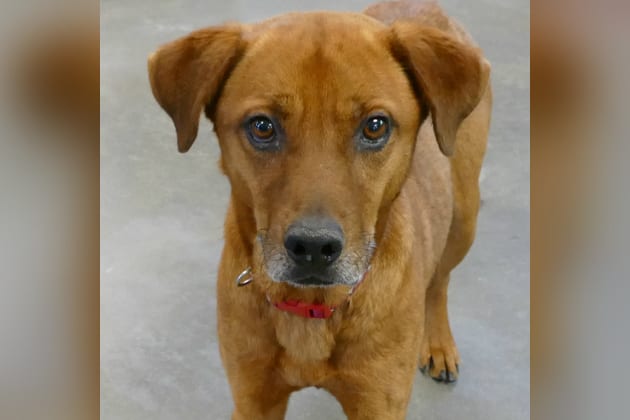 Fizzy- Casper Humane Society Pet of the Week - Casper, WY Oil City News