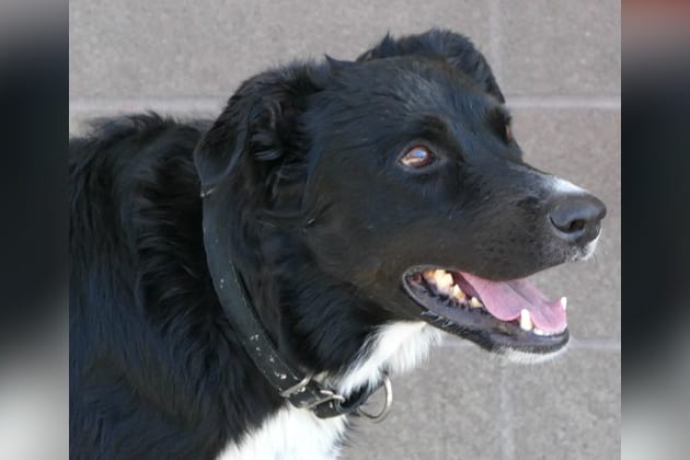 Kiba- Casper Humane Society's Pet of the Day - Casper, WY Oil City News