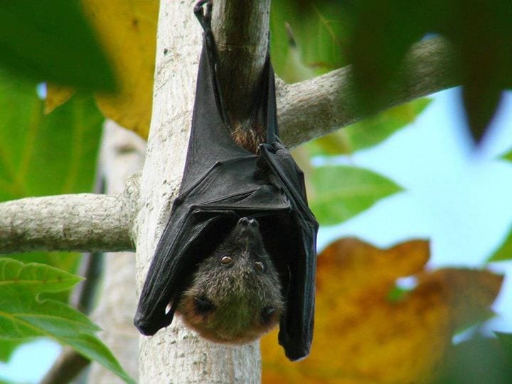 NPS: Bats aren't all blind, rabid mice but some drink blood - Casper, WY Oil City News