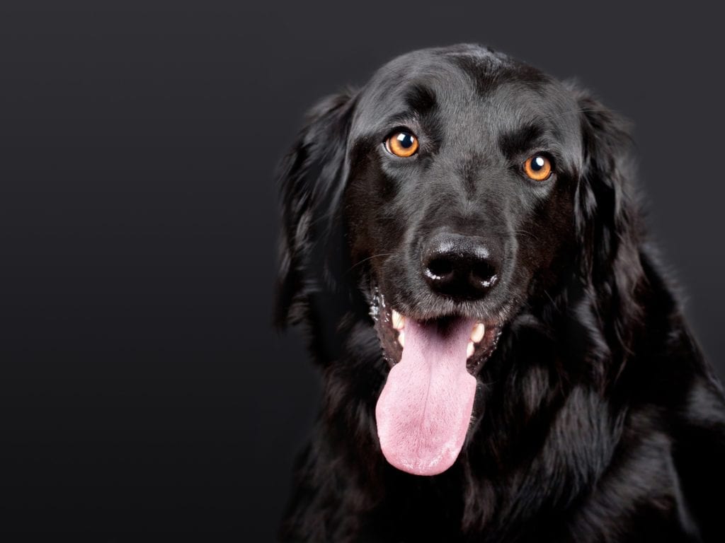 Black dogs get snubbed when it comes time for adoption - Casper, WY Oil