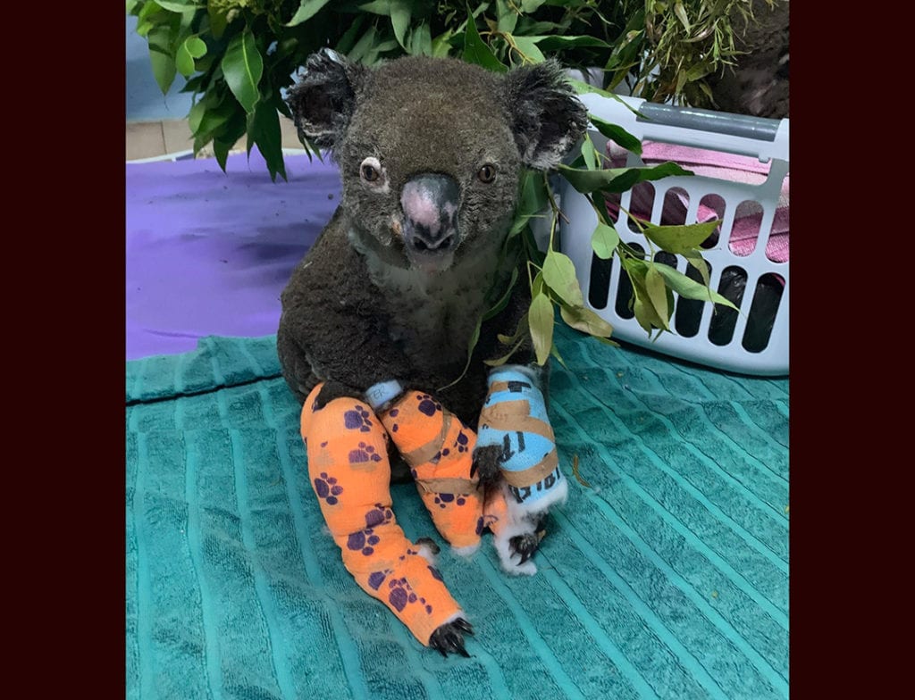 Koala Rescued From Raging Bush Fire In Australia Has Died Casper Wy Oil City News