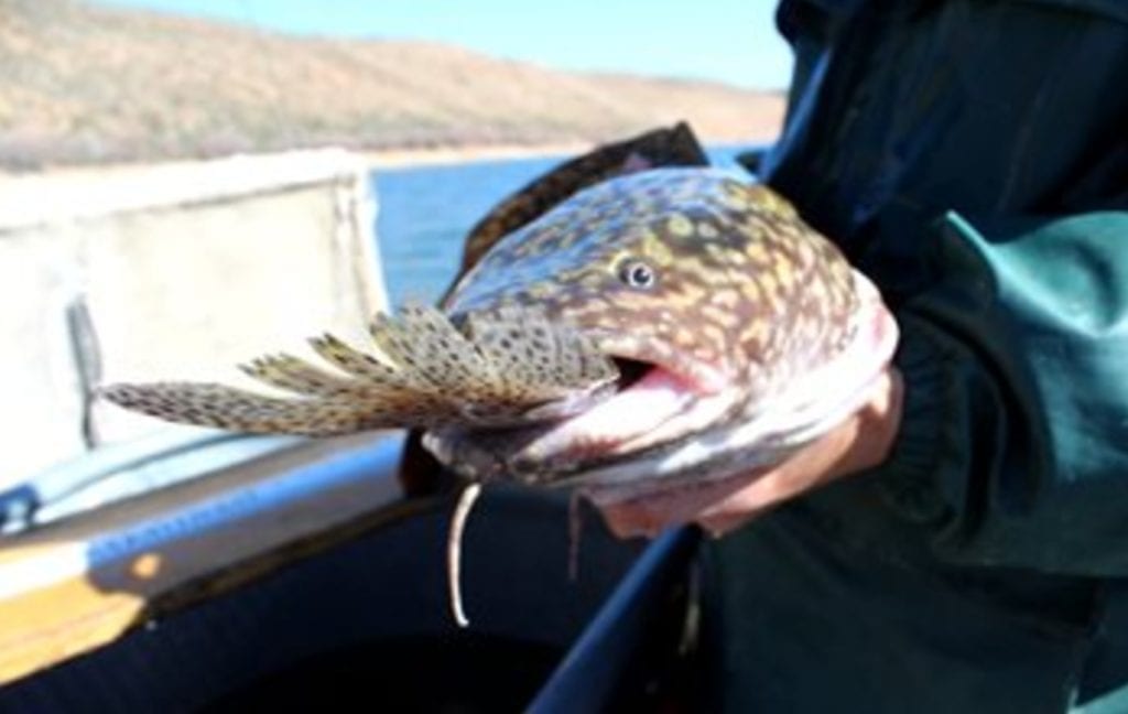 Wyoming Game and Fish invite anglers to 2022 ‘Burbot Bash’ at Flaming Gorge to help manage illegally introduced fish - Oil City News