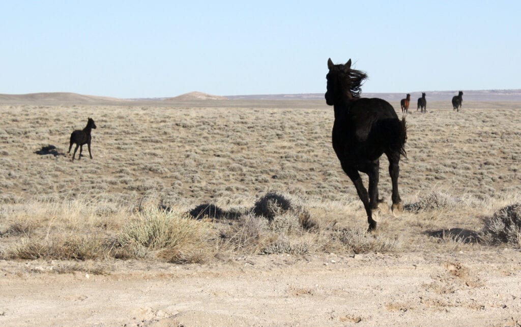 PHOTOS: BLM Wyoming To Remove 2,400 Wild Horses From Red Desert ...