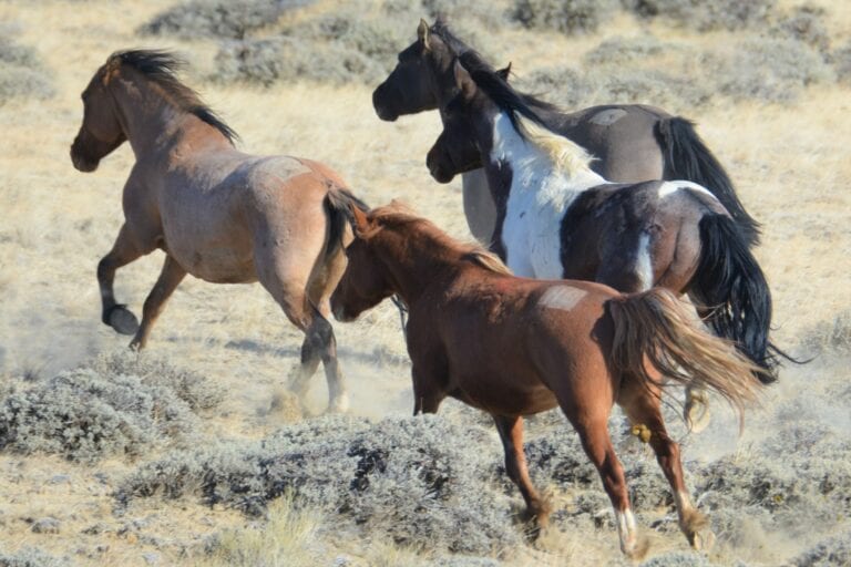 PHOTOS: Bad weather slows efforts to remove 2,400 wild horses from Red ...