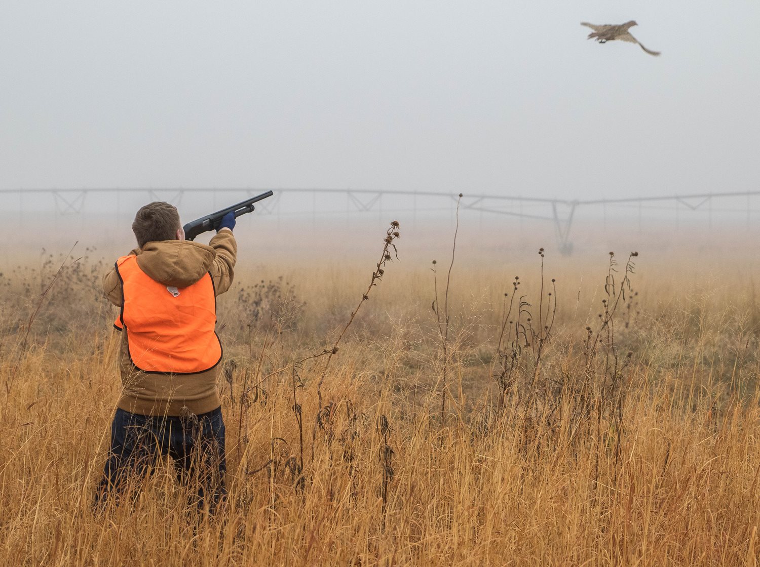 Downar Bird Farm has ~17K birds available for pheasant hunting season in southeast Wyoming