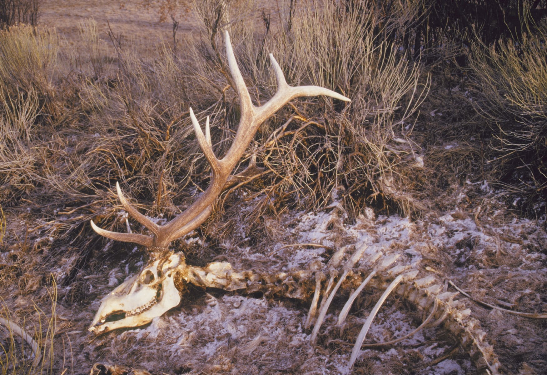 Wyoming shed antler hunting season opens Saturday; tags needed for