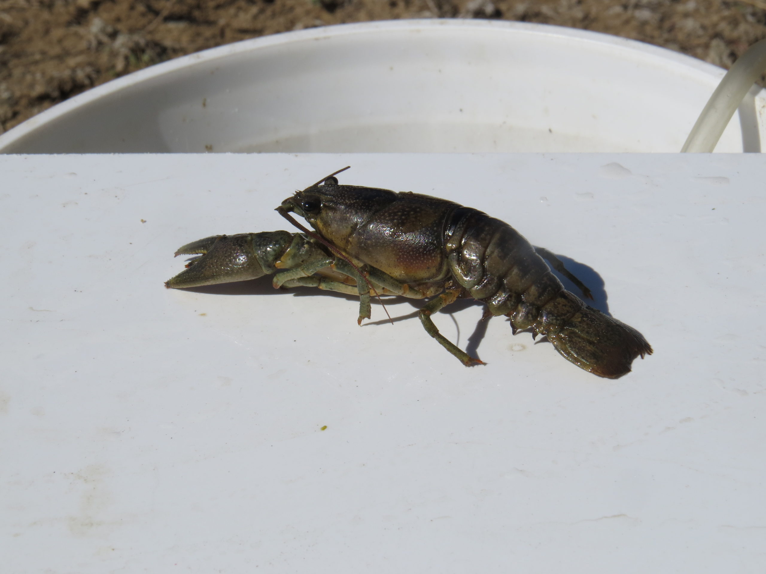 rusty crayfish invasive species