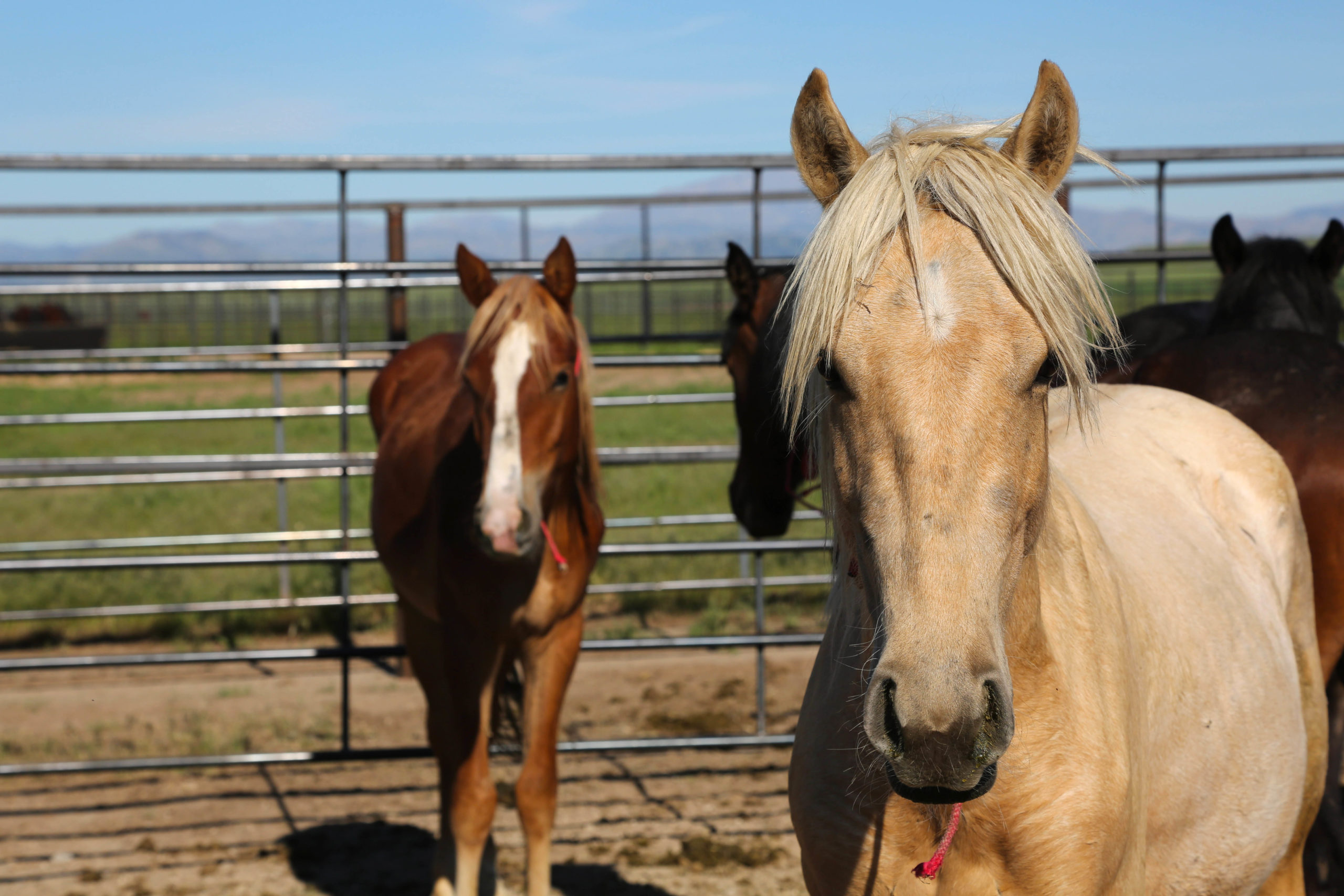 PHOTOS: 19 horses, 5 burros find new homes as Wheatland Off-Range