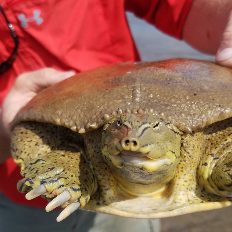 PHOTOS: Wyomingites to report sightings of spiny softshell turtles - WY Oil City News