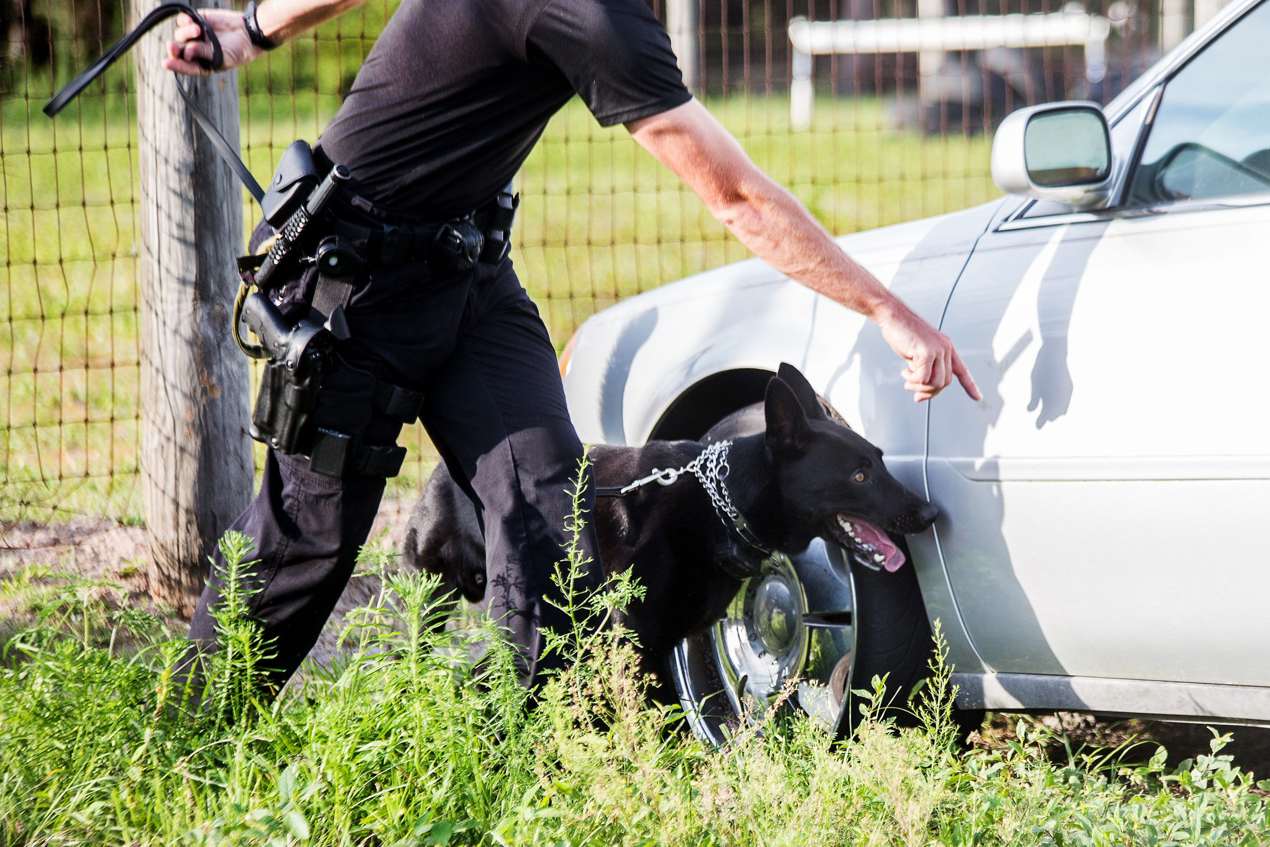 can police dogs smell alcohol