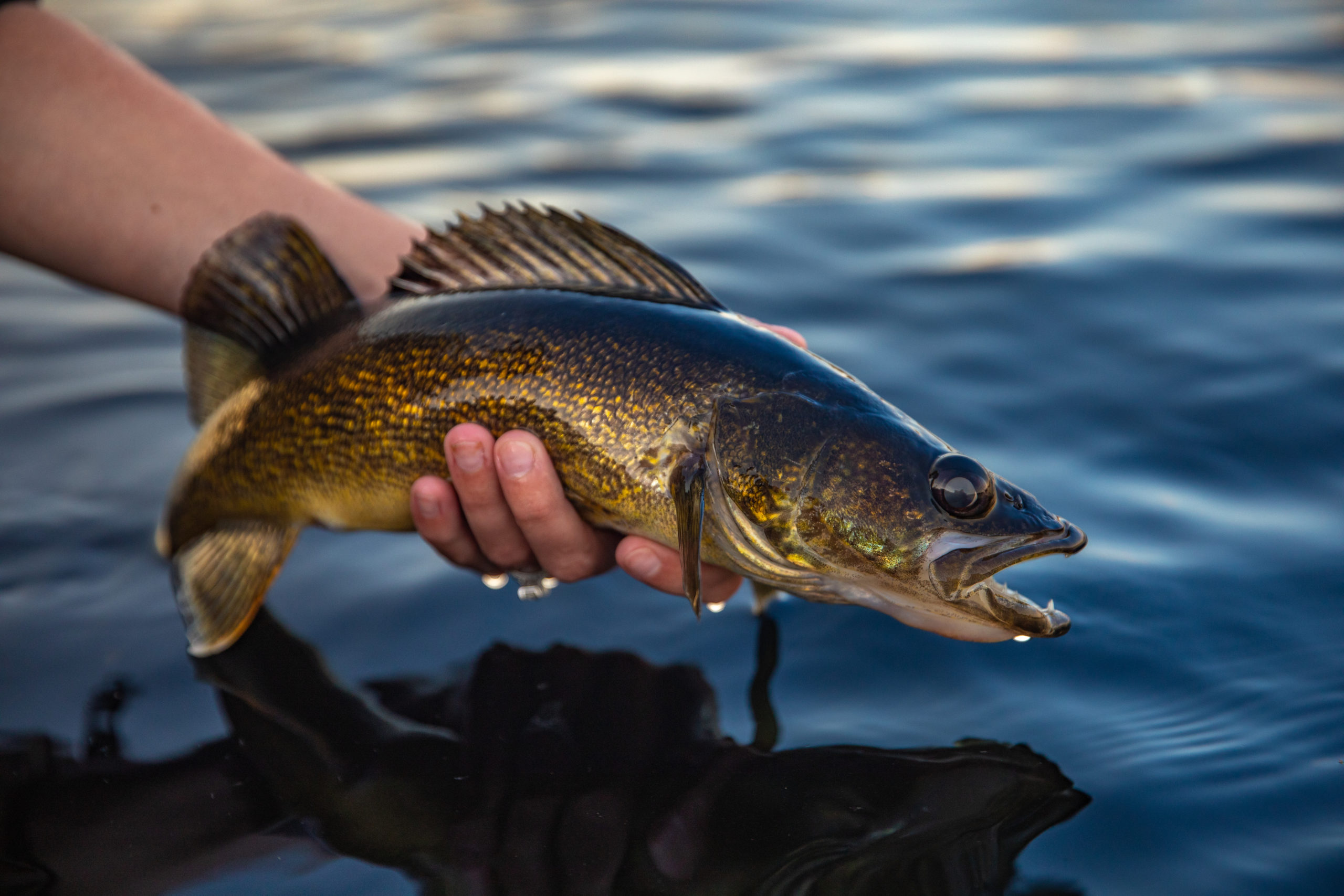 Wyoming Game and Fish stocks over 6.5 million fish in 2021; Casper’s Dan Speas Fish Hatchery expanding to raise walleye