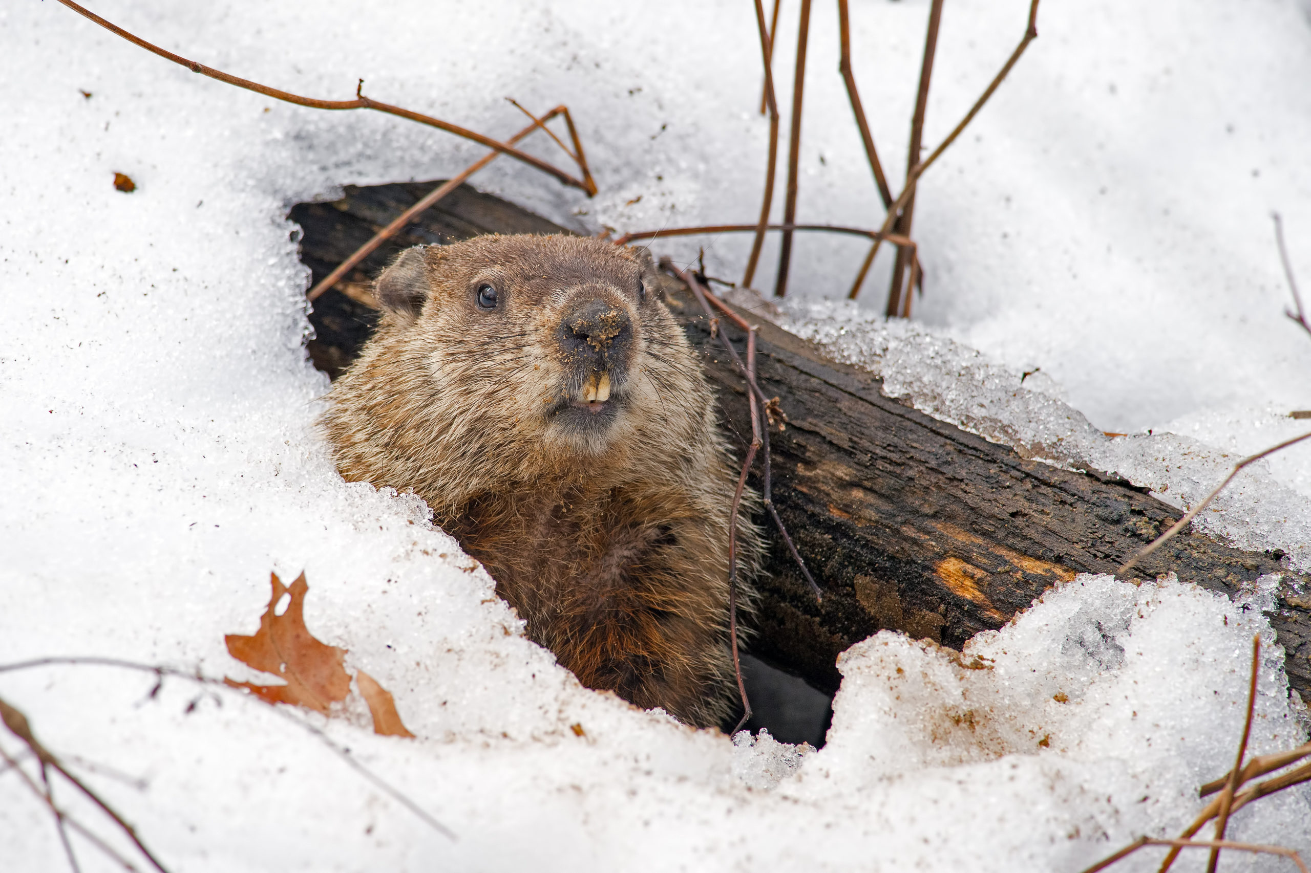 groundhog day snowball fight clipart