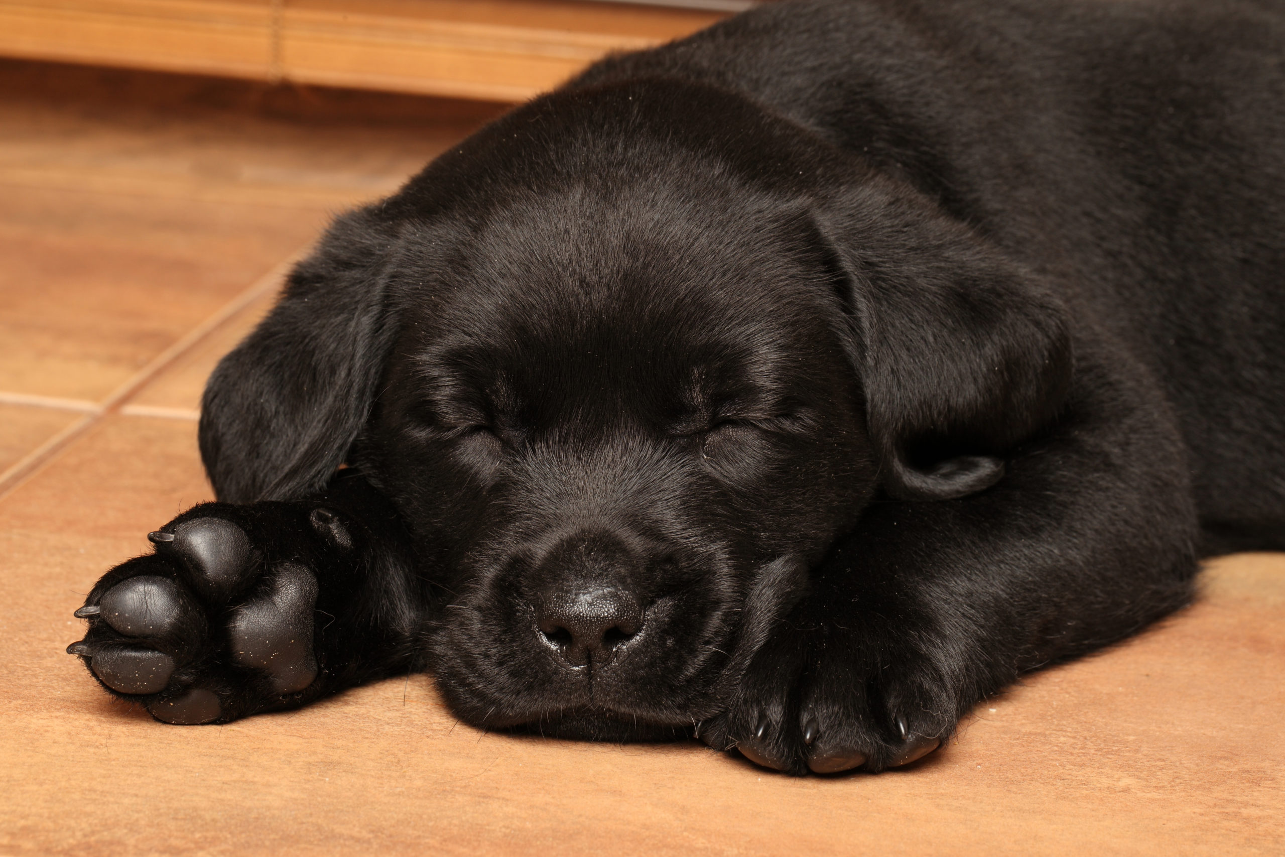 Casper Humane Society hosts open house Saturday, June 4 - Casper, WY