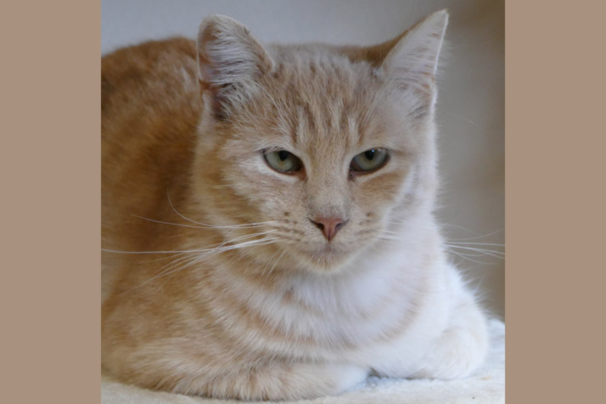 Pet of the Week: Mango - Casper, WY Oil City News