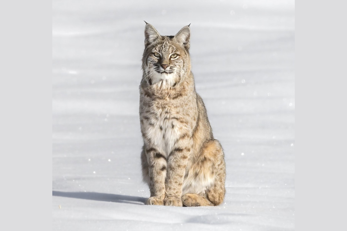 Untrapped Tuesdays presents Eco-hero #3: The Bobcat - Casper, WY Oil