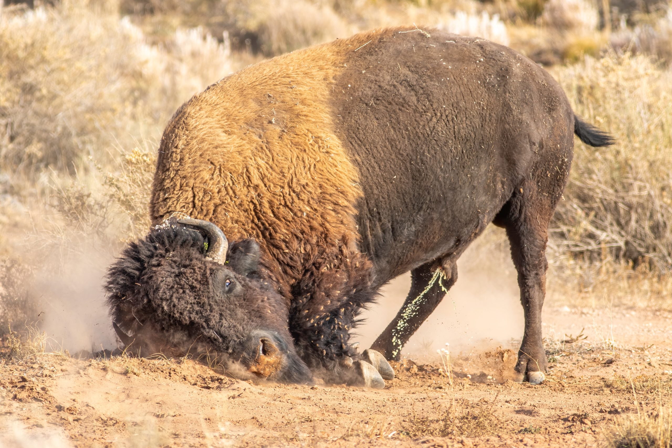 Wyoming wild bison hunting license raffle deadline approaching