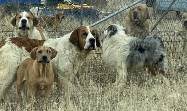 Dozens of animals rescued from 'unsafe situation' await new homes at  Cheyenne Animal Shelter - Casper, WY Oil City News