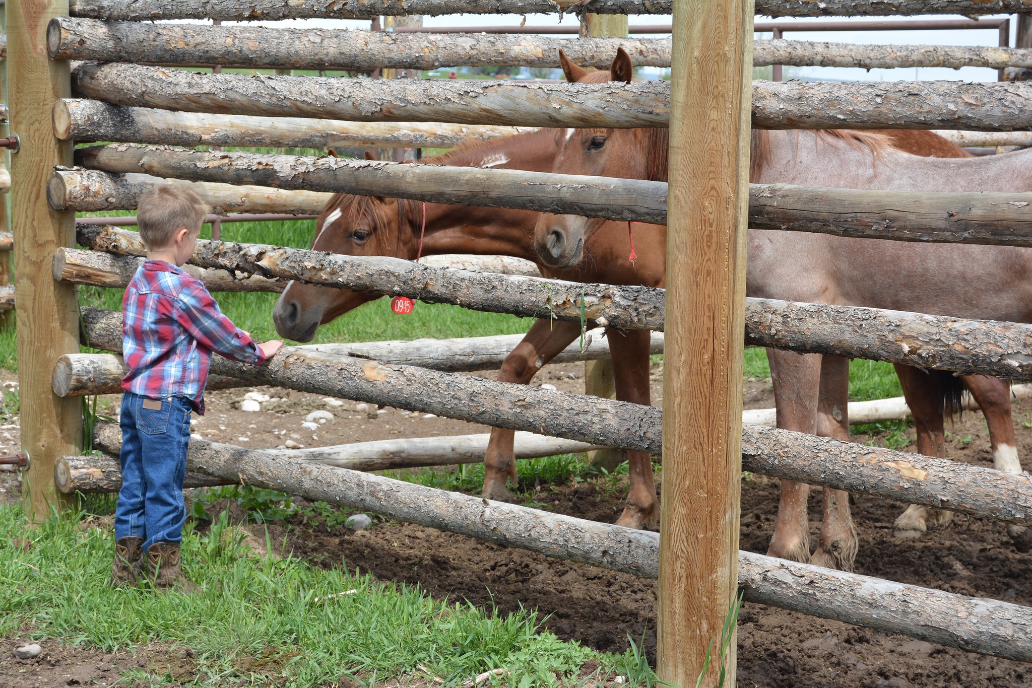 (PHOTOS) Eight horses find new homes through Wyoming wild horse and