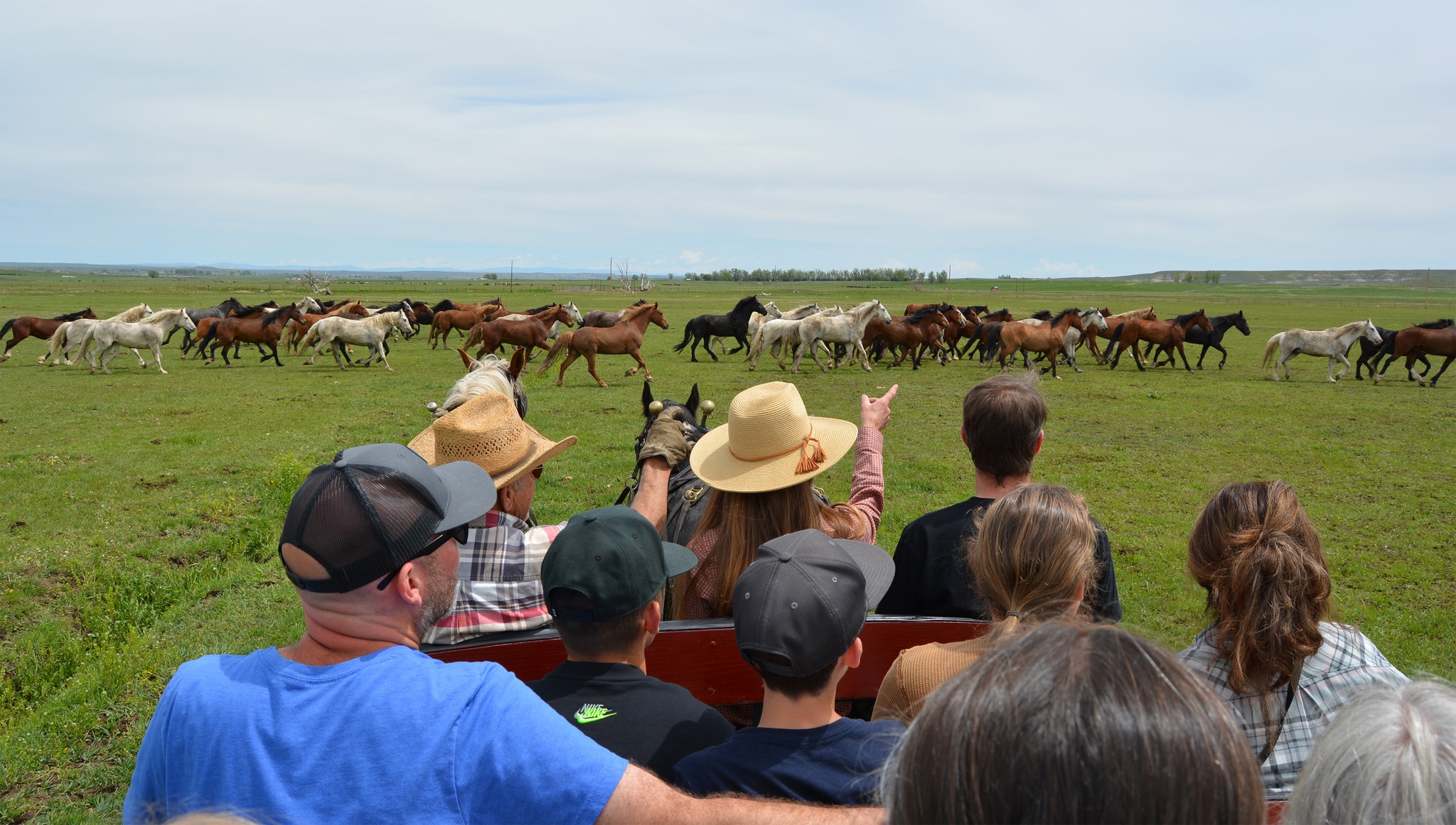 (PHOTOS) Eight horses find new homes through Wyoming wild horse and