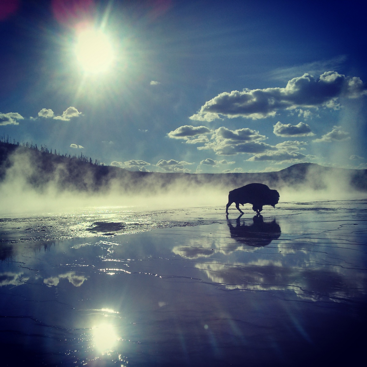 celebrate-national-bison-month-by-learning-the-cherokee-word-for-bison