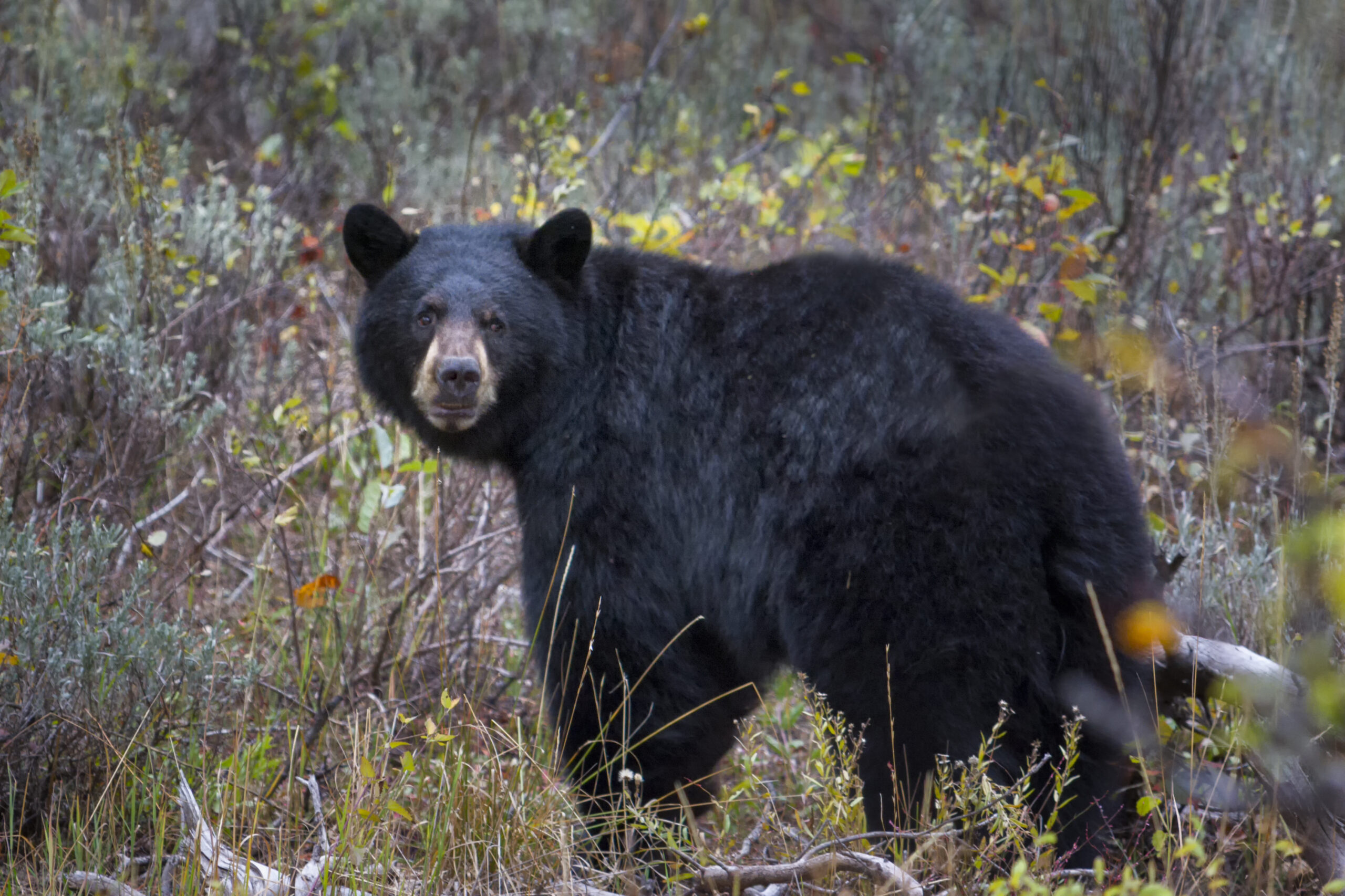 Black bear, grizzly bear activity increasing at lower elevations in ...