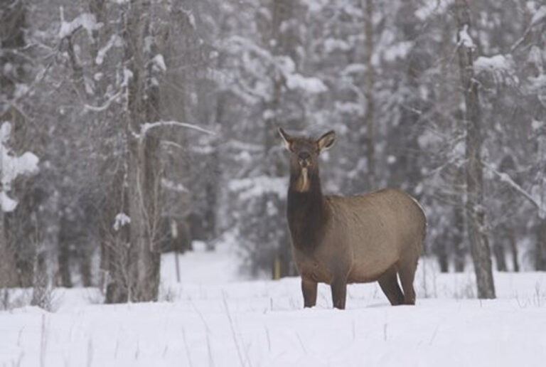 Cow Elk Tests Positive For Chronic Wasting Disease; First Confirmed ...