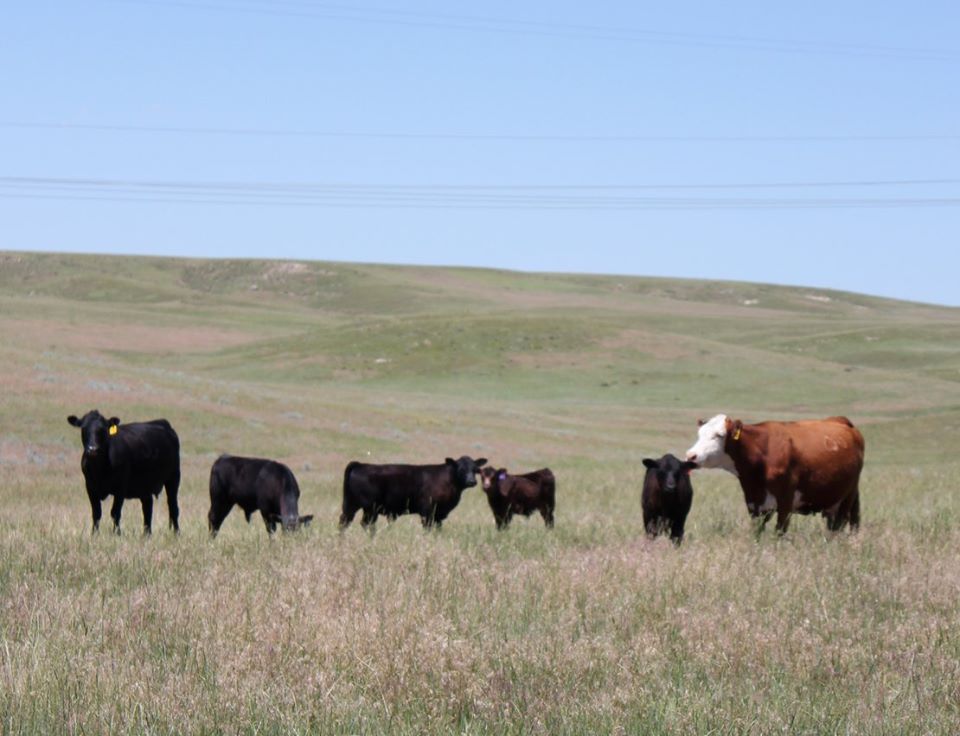 Beef cattle in field.